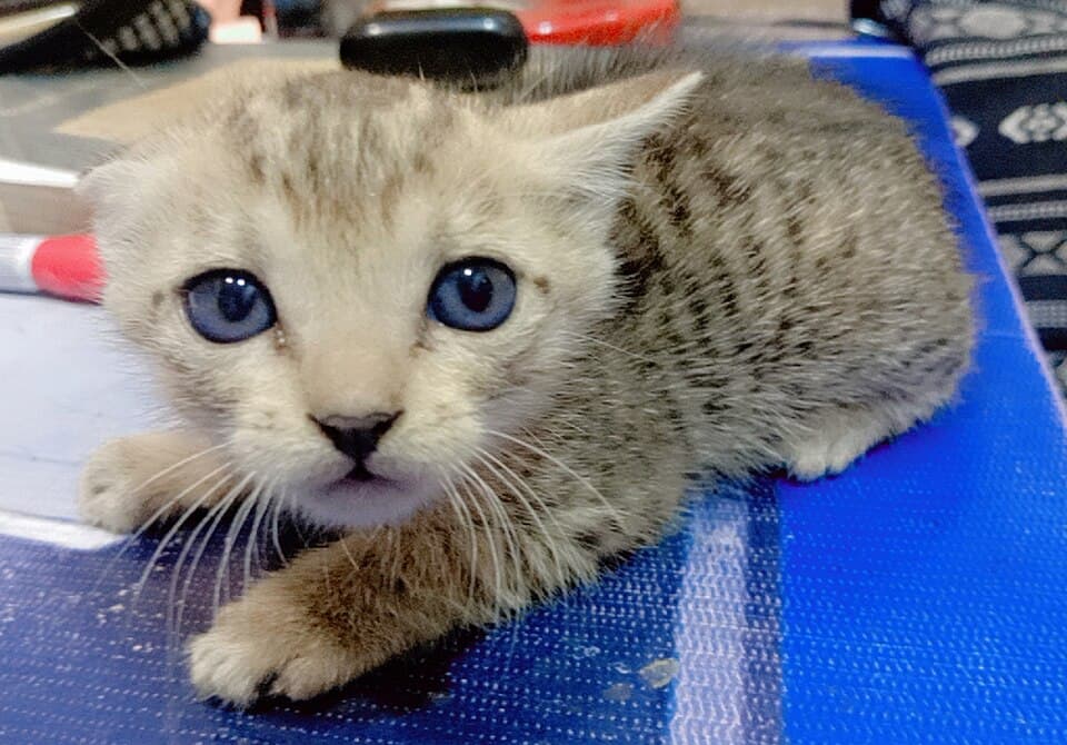 Котята шотландские вислоухие